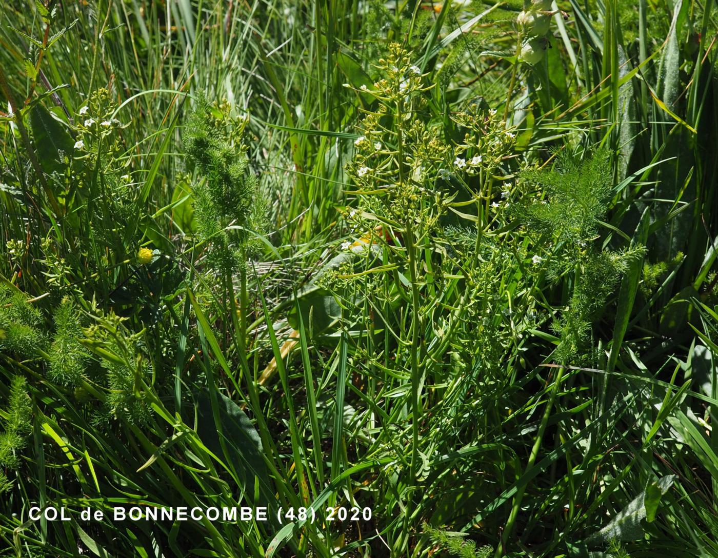 Bastard Toadflax, (Pyrannean) plant